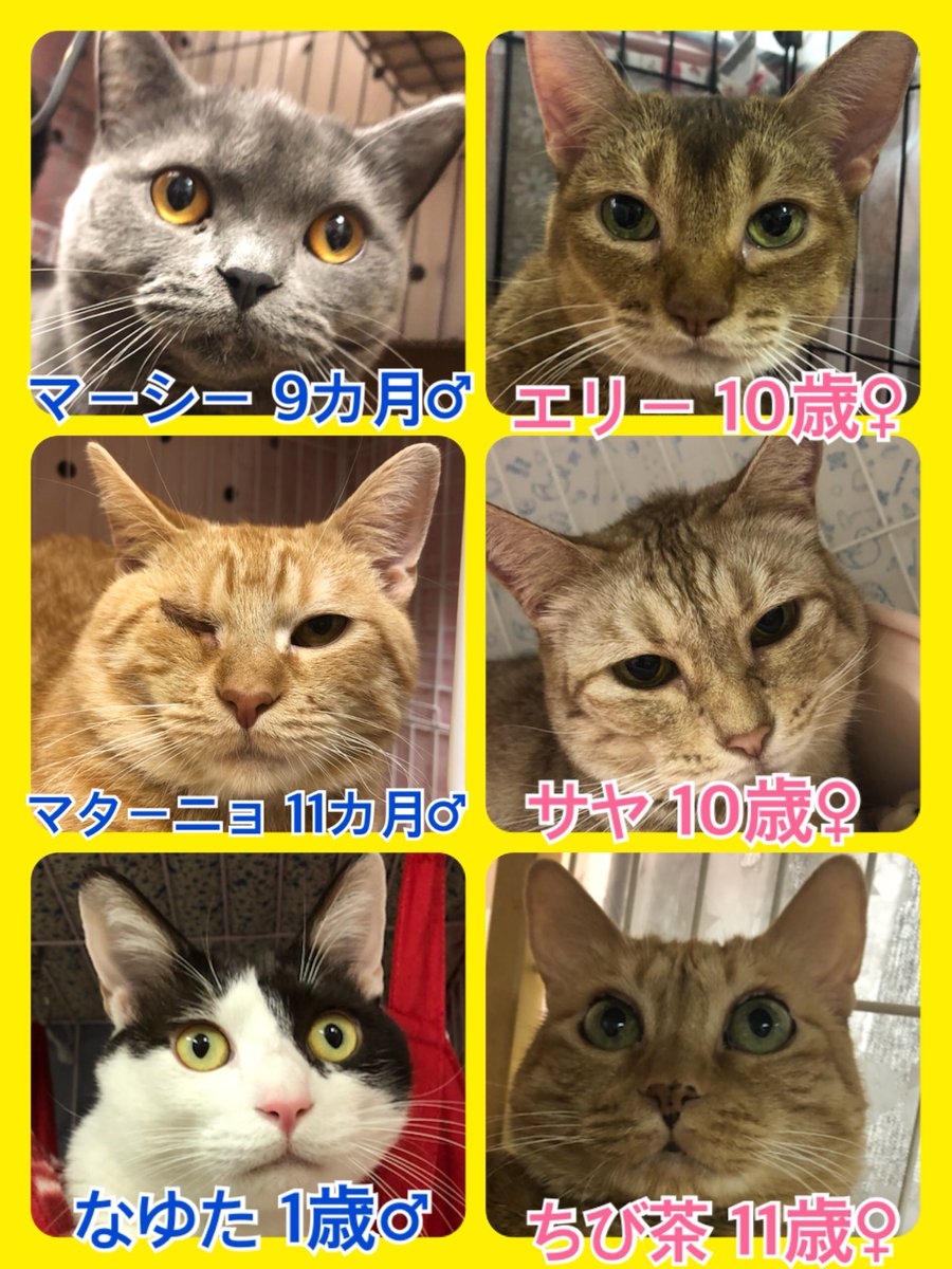 🐾今日の里親様募集中ニャンコ🐱メンバーです🐾2020,2,7